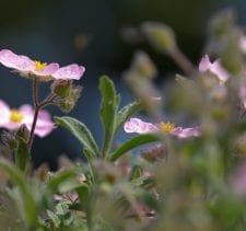 Pink Cistus flower under the sun